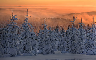 snow-covered trees at golden hour, landscape