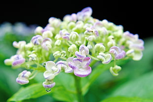 shallow focus photography of green and purple flowers, hydrangea, japanese