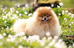 photo of tan Pomeranian on flower field HD wallpaper