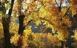 yellow leaf tress HD wallpaper
