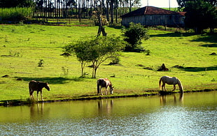 three horses drinking on the river during daytime