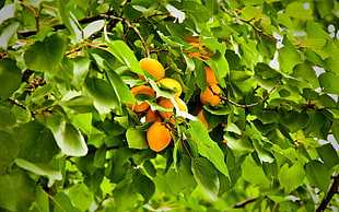 lemon fruit HD wallpaper