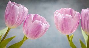 four purple tulips HD wallpaper