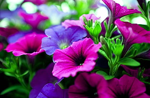 pink and purple flowers scenery