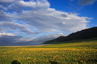 yellow flowers on green field beside green mountain, sayram