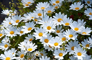 white petaled flower during daytime