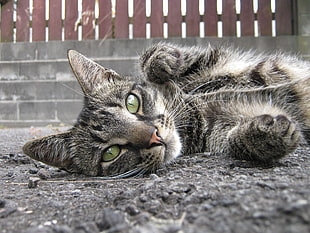 gray tabby cat lying on gray ground HD wallpaper