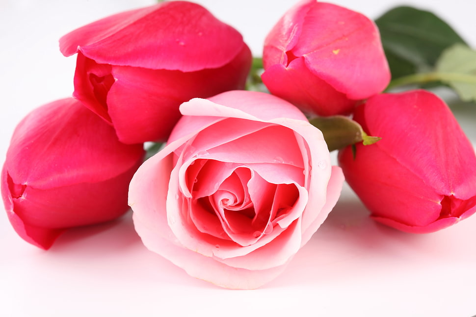 macro shot photography of pink and red roses HD wallpaper