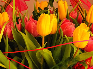 yellow and red Tulips flowers