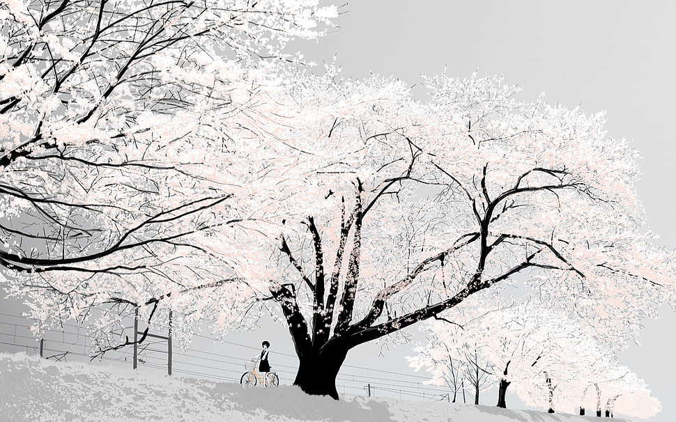 sakura tree, cherry blossom, Japan, bright HD wallpaper