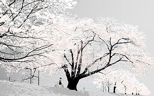 sakura tree, cherry blossom, Japan, bright