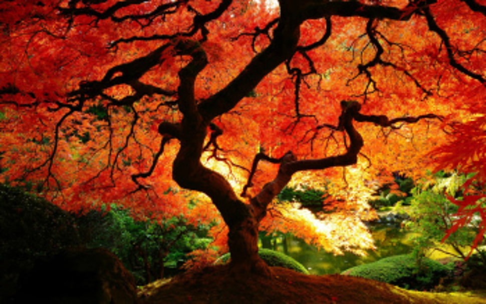 red-leaf tree planted on brown soil in middle of forest HD wallpaper