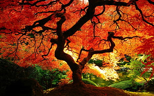 red-leaf tree planted on brown soil in middle of forest