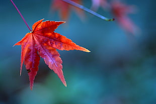 red leaf macro photography HD wallpaper
