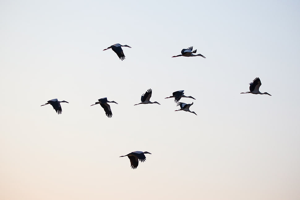 flock of birds flying under blue sky HD wallpaper