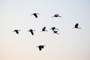 flock of birds flying under blue sky