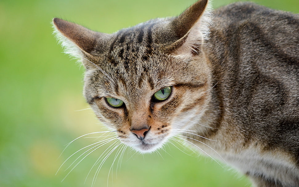 silver tabby cat HD wallpaper