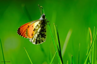 orange tip Butterfly perching on green grass in close-up photography HD wallpaper