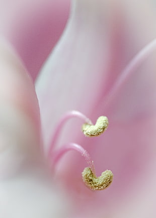 green bean sprouts on pink surface, lily HD wallpaper