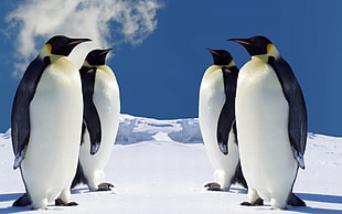 four penguins, penguins, animals, birds