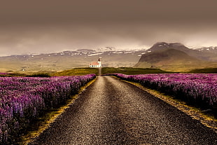 road in between purple flower field