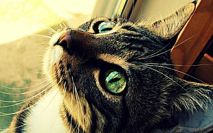 gray and black tabby cat, cat, face, eyes, animals HD wallpaper