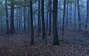 green leaf trees, landscape, forest