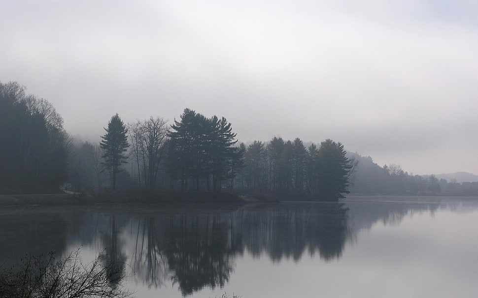 green leafed trees, nature, lake, mist, reflection HD wallpaper