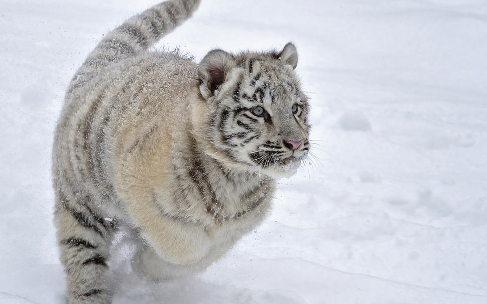 white Tiger cub on snow HD wallpaper