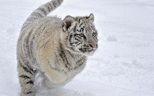 white Tiger cub on snow