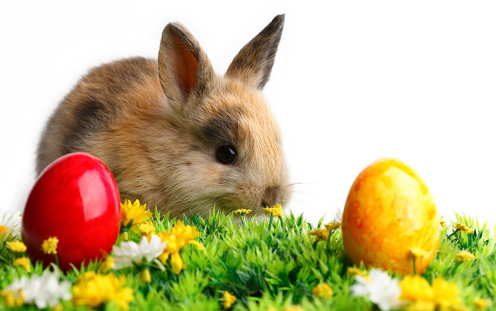 brown and black rabbit HD wallpaper