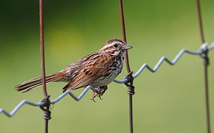 sparrow on barbwire close-up photography
