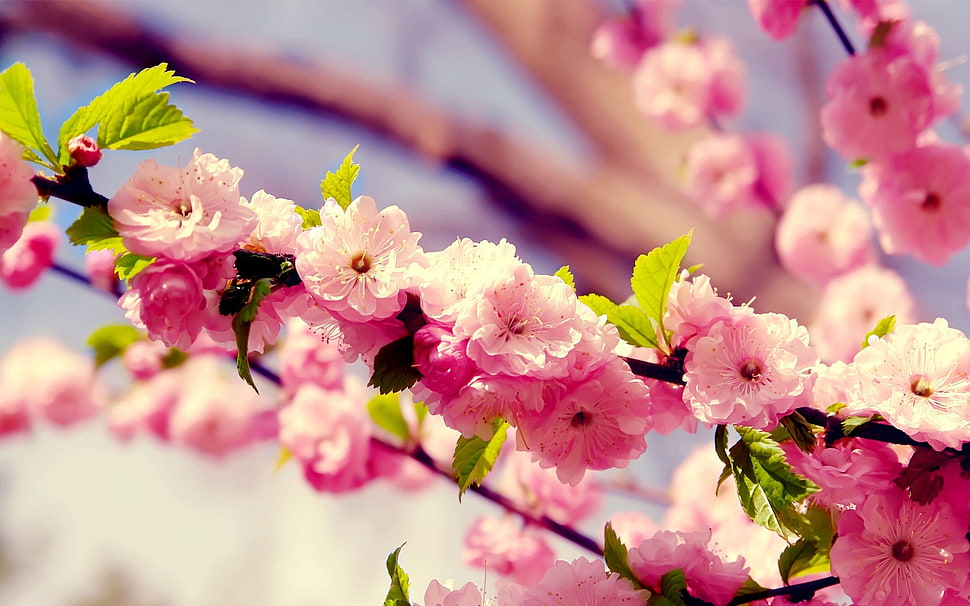Cherry Blossoms selective focus photo HD wallpaper
