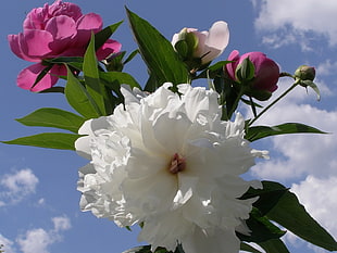 closeup photography of white petaled flower with pink petaled flower under blue and white sky during daytime