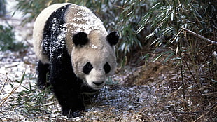 panda near trees during daytime HD wallpaper