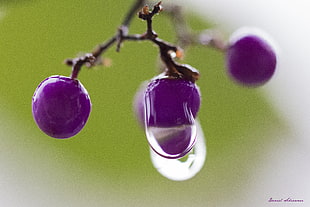 dew drops on round purple fruits