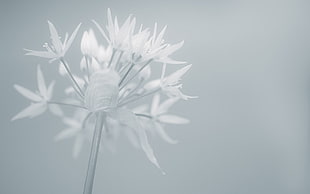 close up photo of white petaled flower HD wallpaper