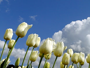 tulips field during daytime HD wallpaper