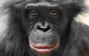 black monkey, apes, animals, face HD wallpaper
