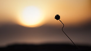 silhouette photo of flower