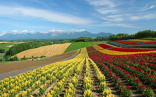 landscape with bed of yellow, red, and orange petal flowers