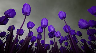 low-angle photography of purple Tulips field