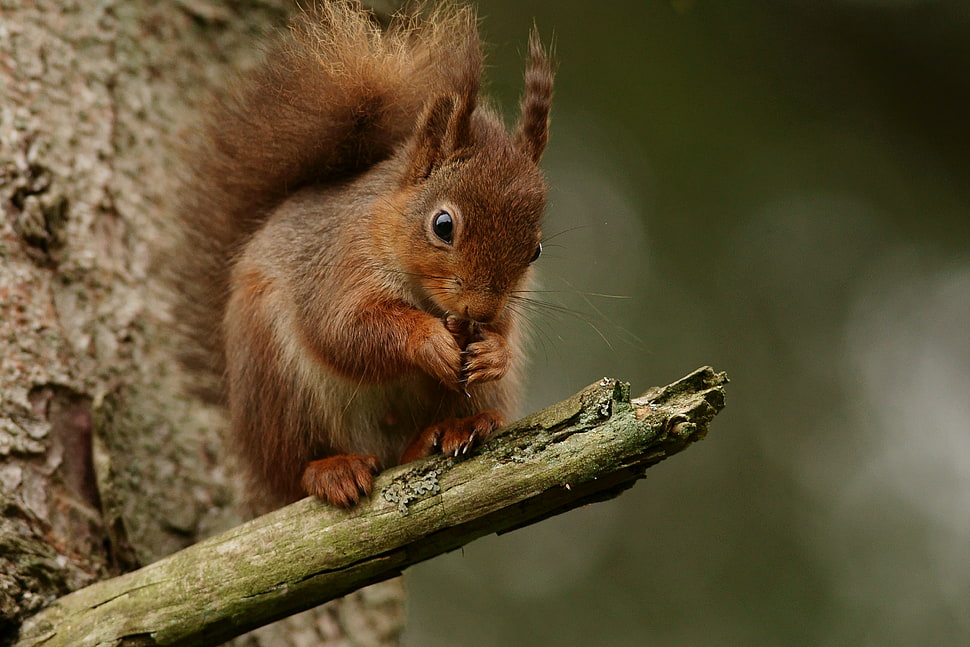 brown squirrel on tree trunk during daytime HD wallpaper