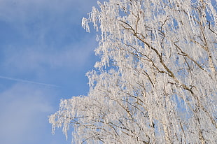white leafed tree, nature, snow, winter, trees