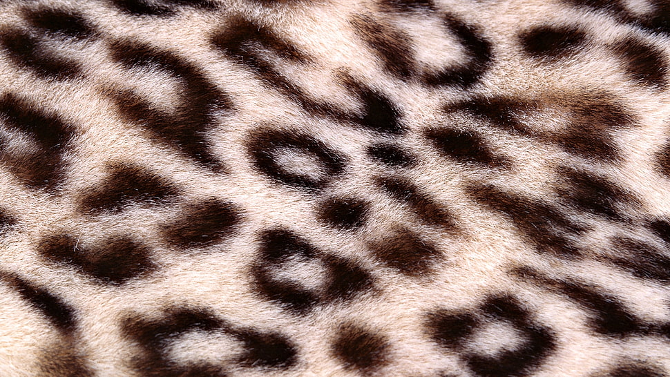 leopard-print textile HD wallpaper