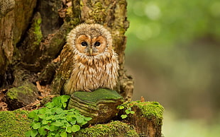 brown owl, animals, owl, birds, trees