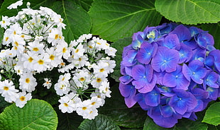 closeup photo of two white and purple petaled flowers