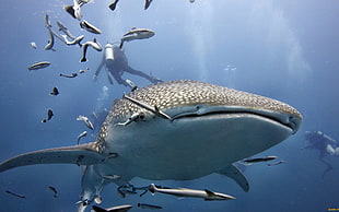 black and gray fish lure, whale shark, divers, fish, underwater HD wallpaper