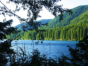 tree covered mountain over body of water during daytime