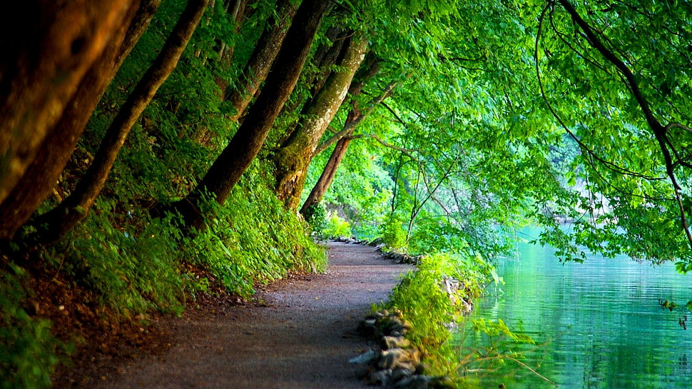 forest with road and river long exposure photography HD wallpaper